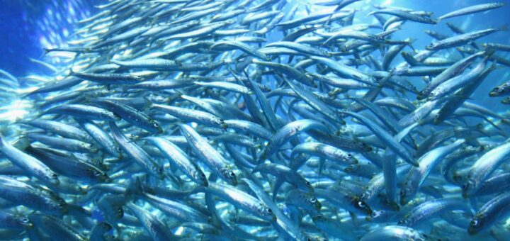 Подписка на журнал «Русская рыба»