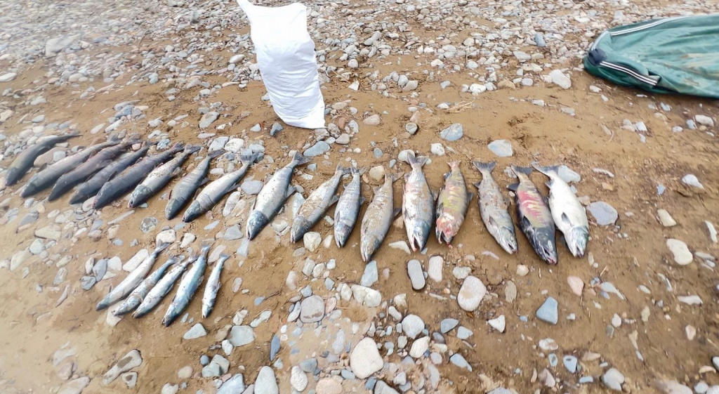 kp-00004.jpg