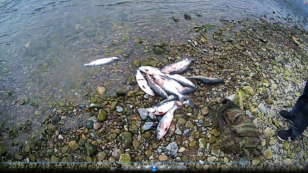 О результатах контрольных мероприятий подразделений рыбоохраны за 10 месяцев 2025 года