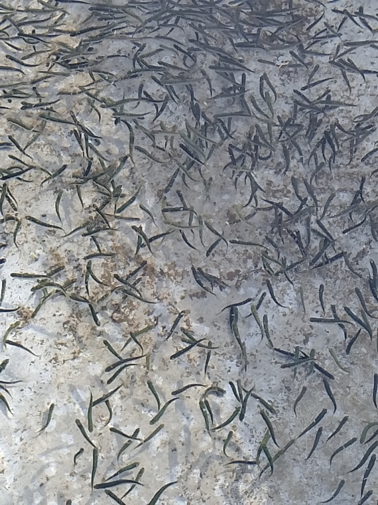 Объявление о внесении изменений в приложение к приказу Росрыболовства от 24 ноября 2022 г. № 115-О