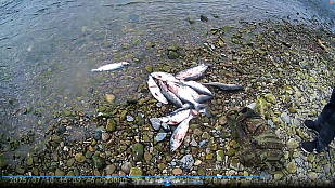 О результатах контрольных мероприятий подразделений рыбоохраны за 10 месяцев 2025 года