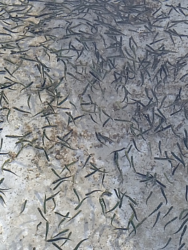 Объявление о внесении изменений в приложение к приказу Росрыболовства от 24 ноября 2022 г. № 115-О